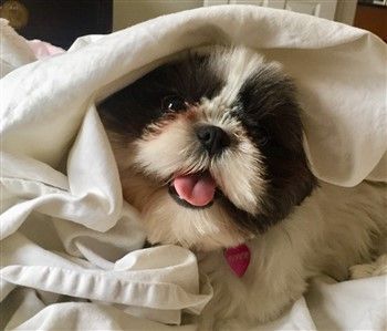 Imperial shih tzu hot sale cost